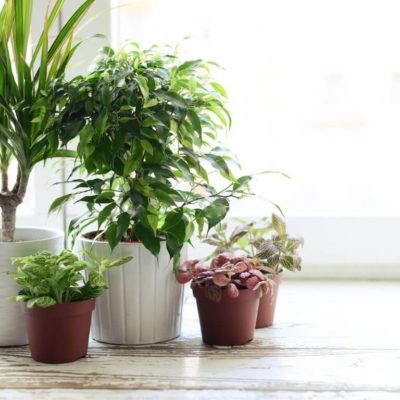 Uso Correcto de Fertilizantes
